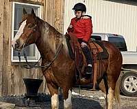 153-hands-gelding