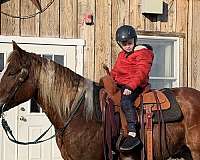 5-years-old-gelding