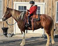 weight-carrier-gelding