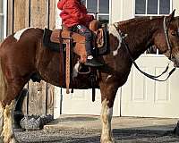 pinto-weste-horse