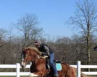 sorrel-white-tobiano-horse