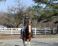 paint-draft-horse