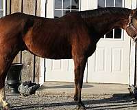 branded-oldenburg-warmblood-horse