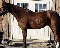 3ft-warmblood-horse