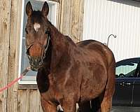 budget-friendly-warmblood-horse