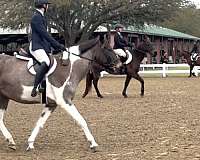 roan-pinto-pony-mare
