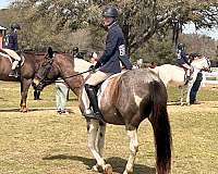 blue-roan-pinto-pony-for-sale