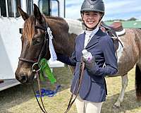 roan-pinto-pony-for-sale