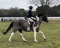 roan-pinto-pony