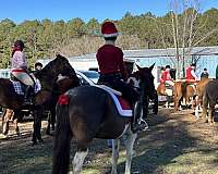 pinto-pony-for-sale
