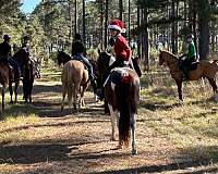 pinto-pony