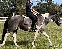 cross-pinto-pony
