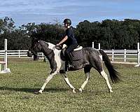 hunter-pinto-pony