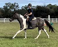 pony-club-pinto