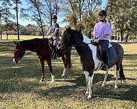show-pinto-pony