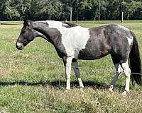 trail-pinto-pony