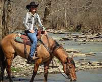 dun-w-blk-points-mustang-horse