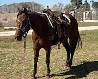 cow-horse-quarter