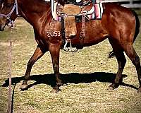 ranch-quarter-horse