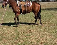 bay-quarter-horse