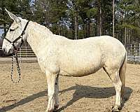 white-mule-gelding