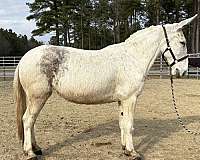 white-gelding-for-sale