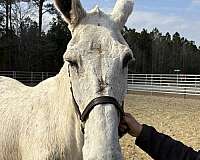 15-hand-mule-gelding
