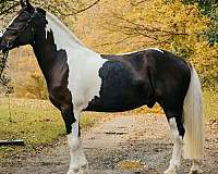 pinto-lightning-bolt-type-marking-on-neck-horse