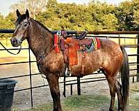 star-horse