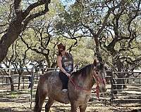 bonds-appaloosa-horse