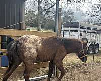 blue-roan-roan-appaloosa-poa-colt