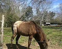 blue-roan-roan-appaloosa-poa-for-sale