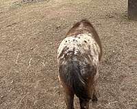 blue-roan-roan-poa-colt
