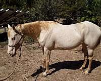 perlino-four-socks-blaze-horse