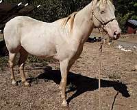 perlino-appaloosa-colt