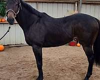 all-around-thoroughbred-horse
