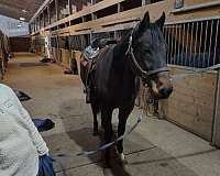 athletic-thoroughbred-horse