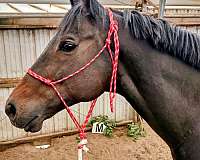 barrel-thoroughbred-horse