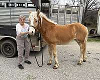 palomino-blaze-horse