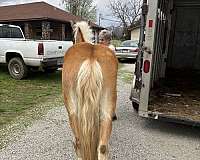 breeding-haflinger-horse