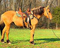 native-costume-fjord-horse