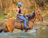 show-expe-fjord-horse