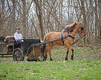 dun-show-expe-horse