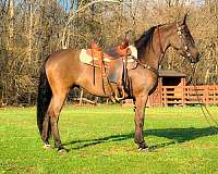 all-around-friesian-horse