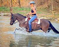 drill-team-friesian-horse