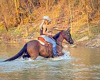 endurance-friesian-horse