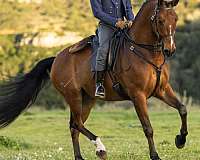 bay-lusitano-gelding-stallion