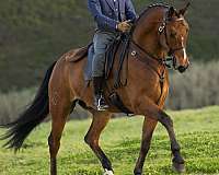 basic-level-gelding-stallion