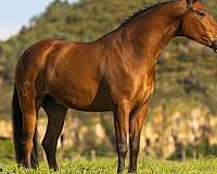 classical-gelding-stallion