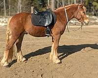 chestnut-white-spots-on-upper-right-hind-near-stifle-horse